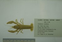 Cambarus pristinus image